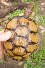 three toed box