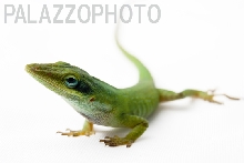 Anole