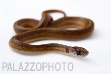 Checkered Garter Snake