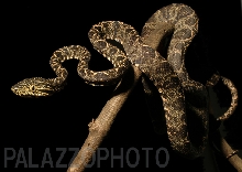 Amazon Tree boa