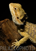 Bearded Dragon