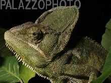 Veiled Chameleon