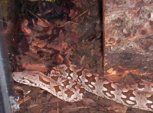 Dumeril's Boa