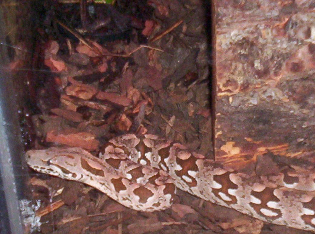 Dumeril's Boa