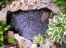 Turtle Pond
