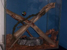 Hogg Island Tank