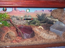 Redone Tank
