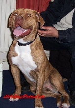 ddb x ambull
