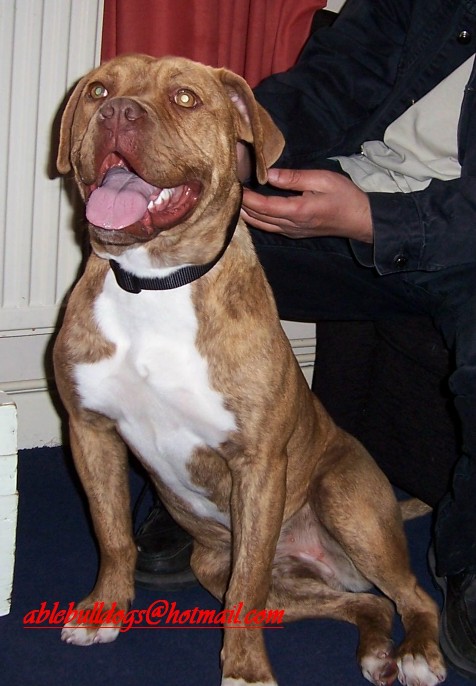 ddb x ambull