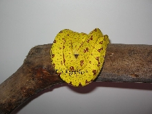 Chondro