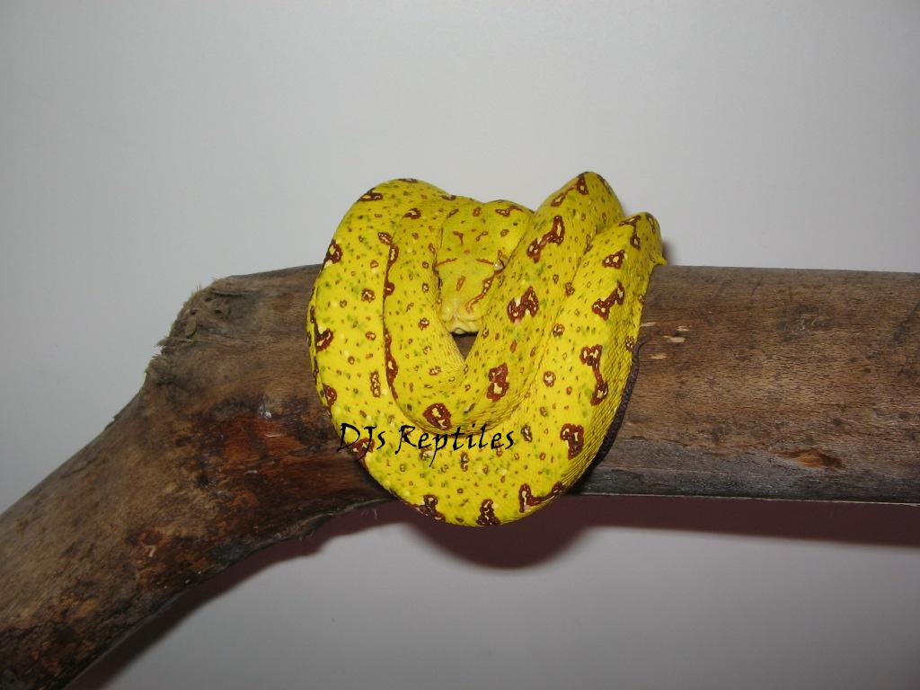 Chondro