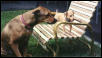 Chaney & Gizmo