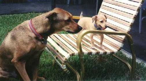 Chaney & Gizmo