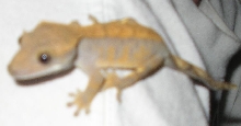 my other crestie