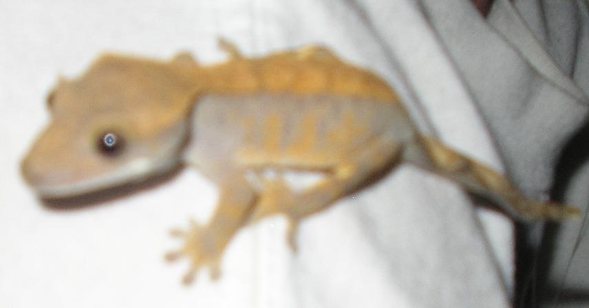 my other crestie