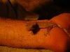 baby crestie