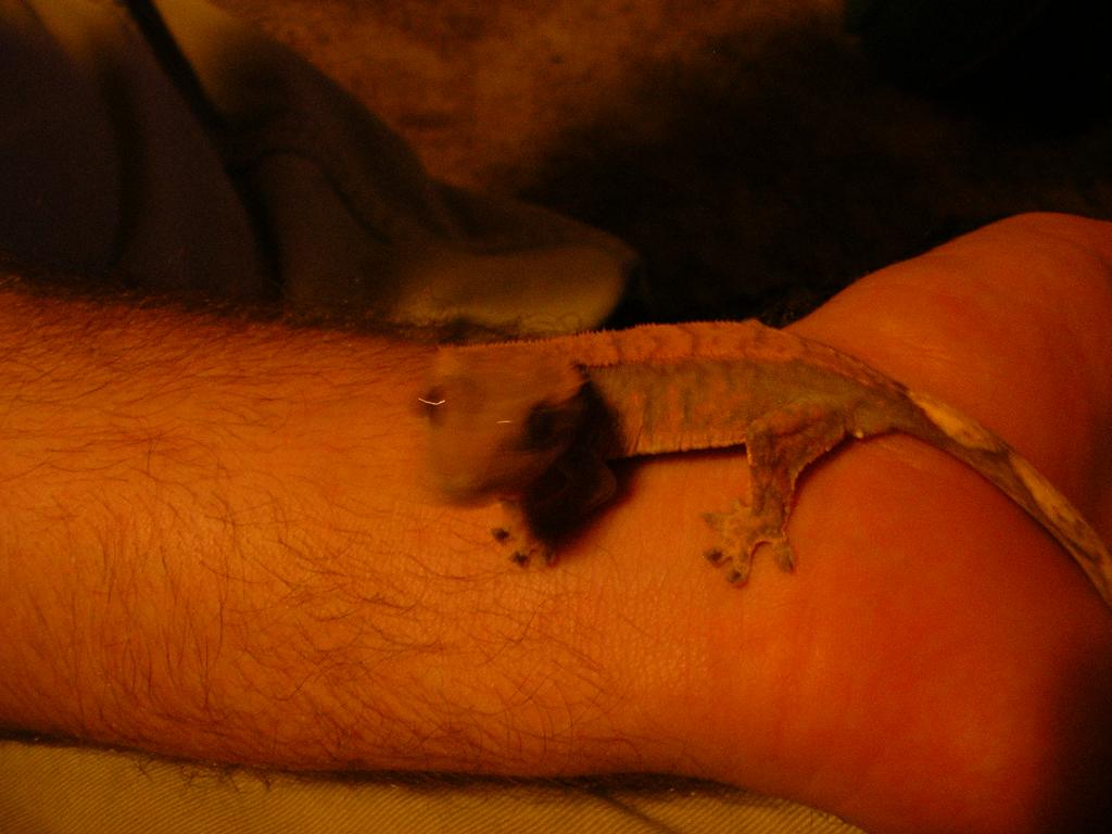 baby crestie