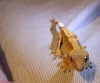 young crestie