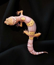 juvenile albino male