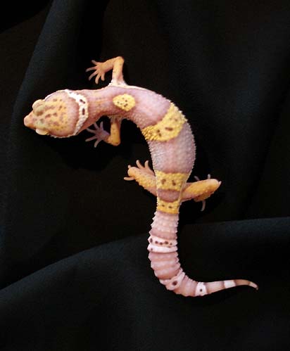 juvenile albino male