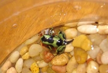 Costa Rican G&B Auratus Froglet