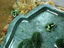 F1 costa rican auratus