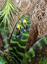 Brazillian Yellow Head Tincs