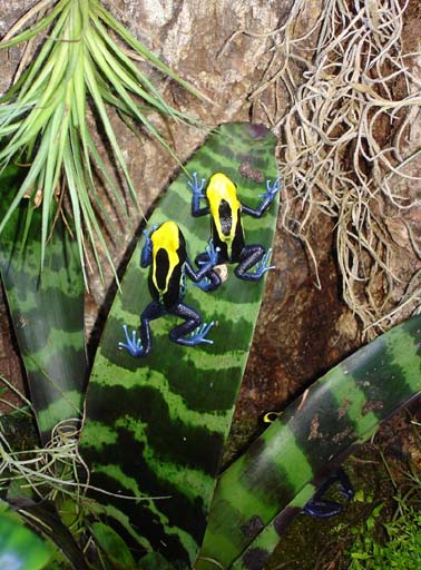 Brazillian Yellow Head Tincs
