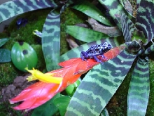 Azures on Bromeliad