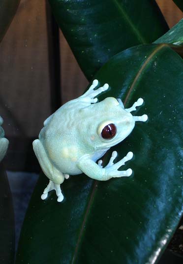 Tanzanian Emerald Eyed tree frog (female)