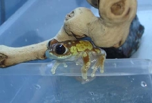 Tanzanian Emerald Eyed tree frog  (male)