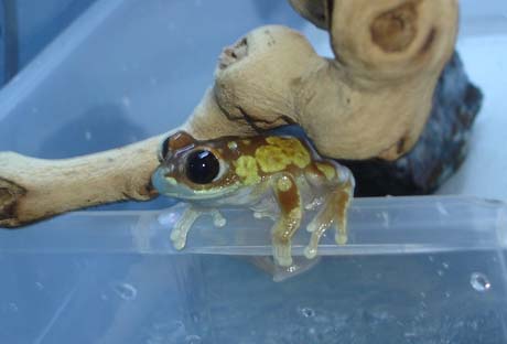 Tanzanian Emerald Eyed tree frog  (male)