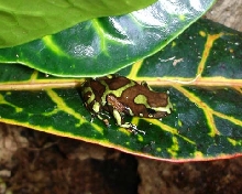 Green and Bronze Auratus