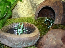 Green & Bronze auratus