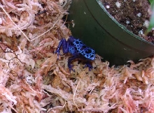 Juvenile blue azures