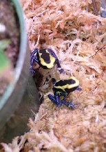 juvenile cobalt tincs