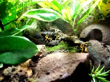 Bumble Bees