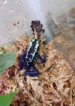 Powder Blue tinc