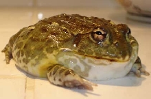 Fatty the African Bullfrog