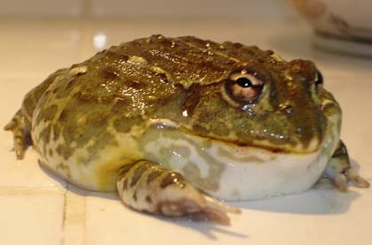 Fatty the African Bullfrog