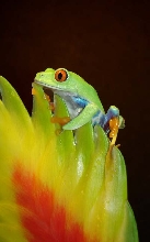 Red eye on bromeliad
