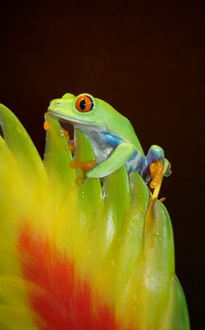 Red eye on bromeliad