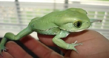 Baby Waxy Monkey Frog