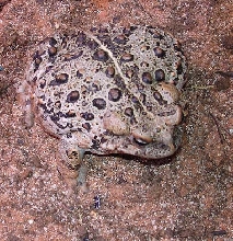 Female Western Toad