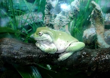 Whites Tree Frog