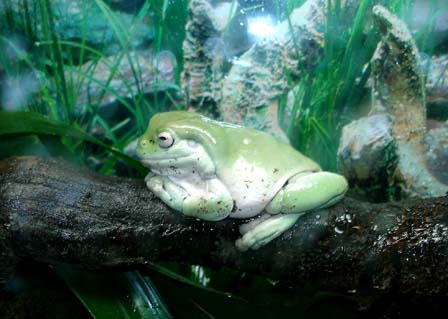 Whites Tree Frog