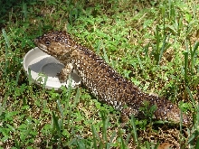 Boggi