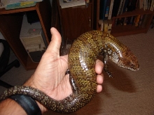 Kei Island female