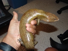 Kei Isalnd Male