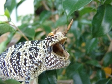 Parandrus